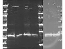 GST Polyclonal Antibody, Rockland:Antibodies:Primary Antibodies