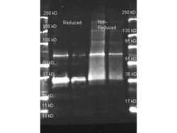 Uricase Polyclonal Antibody, HRP, Rockland 100 &mu;g; HRP:Antibodies, Polyclonal