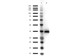 Glycerol-3-Phosphate Dehydrogenase Polyclonal Antibody, HRP, Rockland 25