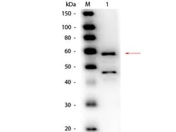 Bilirubin Oxidase Polyclonal Antibody, HRP, Rockland 25 &mu;L; HRP:Antibodies,