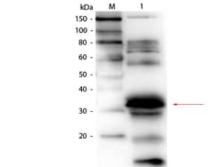 Folate Binding Protein Polyclonal Antibody, Biotin, Rockland 100 μg;