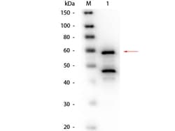 Bilirubin Oxidase Polyclonal Antibody, Biotin, Rockland:Antibodies:Primary
