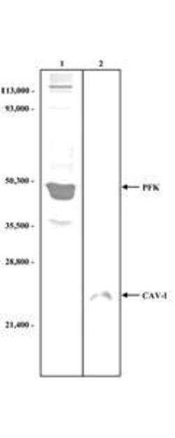 Fructose-6-Phosphate Kinase Polyclonal Antibody, Rockland 100 &mu;g; Unconjugated:Antibodies,