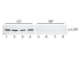 Lactate Dehydrogenase Polyclonal Antibody, Rockland 25 &mu;L; Unconjugated:Antibodies,