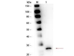 Papain Polyclonal Antibody, Rockland 100 &mu;g; Unconjugated:Antibodies,
