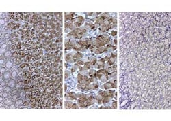 Pepsin Polyclonal Antibody, Rockland 25 &mu;L; Unconjugated:Antibodies,
