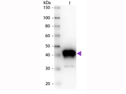 Pepsin Polyclonal Antibody, Rockland 25 &mu;L; Unconjugated:Antibodies,