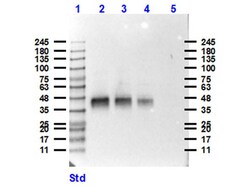 Pepsin Polyclonal Antibody, Rockland 25 &mu;L; Unconjugated:Antibodies,