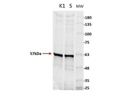 Pyruvate Kinase Polyclonal Antibody, Rockland 100 &mu;g; Unconjugated:Antibodies,