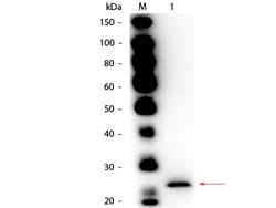 Papain Polyclonal Antibody, Biotin, Rockland 100 &mu;g; Biotin:Antibodies,