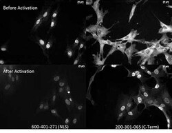 NFkB p65 Monoclonal Antibody (27F9.G4), Rockland 25 &mu;L; Unconjugated:Antibodies,