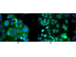NFkB p65 Monoclonal Antibody (27F9.G4), Rockland 25 &mu;L; Unconjugated:Antibodies,