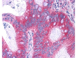 NFkB p65 Monoclonal Antibody (27F9.G4), Rockland 25 &mu;L; Unconjugated:Antibodies,