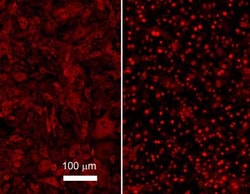 NFkB p65 Monoclonal Antibody (27F9.G4), Rockland 25 &mu;L; Unconjugated:Antibodies,