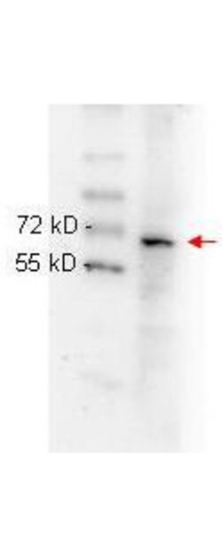 NFkB p65 Monoclonal Antibody (27F9.G4), Rockland 25 &mu;L; Unconjugated:Antibodies,