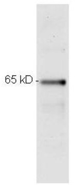NFkB p65 Monoclonal Antibody (27F9.G4), Rockland 25 &mu;L; Unconjugated:Antibodies,