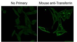 Fluorescein (FITC) Monoclonal Antibody (8B9.C6.D3), Rockland 1 mg; Unconjugated:Antibodies,