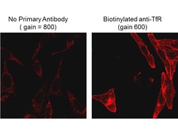 Biotin Monoclonal Antibody (4C7.D5), Rockland:Antibodies:Primary Antibodies