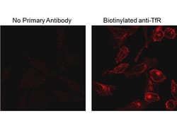 Biotin Monoclonal Antibody (4C7.D5), Rockland:Antibodies:Primary Antibodies
