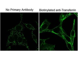 Biotin Monoclonal Antibody (4C7.D5), Rockland:Antibodies:Primary Antibodies