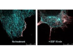Phospho-AKT (Ser473) Monoclonal Antibody (17F6.B11), Rockland 100 &mu;g;