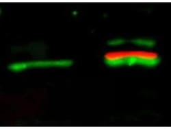 Phospho-AKT (Ser473) Monoclonal Antibody (17F6.B11), Rockland 100 &mu;g;