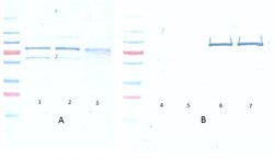 Phospho-AKT (Ser473) Monoclonal Antibody (17F6.B11), Rockland 100 &mu;g;