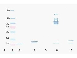 RFP Monoclonal Antibody (8E5.G7), Rockland 100 &mu;g; Unconjugated:Antibodies,