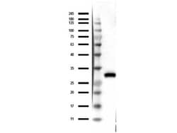 RFP Monoclonal Antibody (8E5.G7), Rockland 100 &mu;g; Unconjugated:Antibodies,