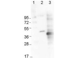 6X His Epitope Tag Monoclonal Antibody (33D10.D2.G8), Rockland:Antibodies:Primary