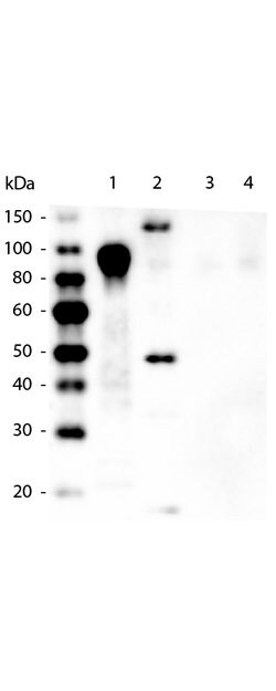6X His Epitope Tag Monoclonal Antibody (33D10.D2.G8), Rockland:Antibodies:Primary