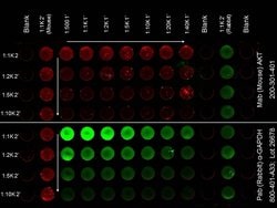 AKT Monoclonal Antibody (14E5.16C8.25F6), Rockland:Antibodies:Primary Antibodies