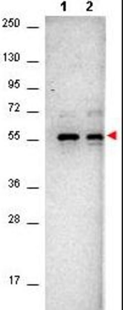 AKT Monoclonal Antibody (14E5.16C8.25F6), Rockland:Antibodies:Primary Antibodies