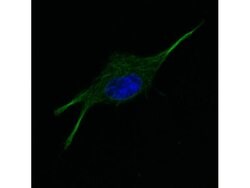 alpha-Tubulin Monoclonal Antibody (17H11.F10), Rockland:Antibodies:Primary