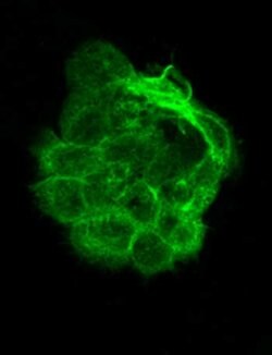 alpha-Tubulin Monoclonal Antibody (17H11.F10), Rockland:Antibodies:Primary