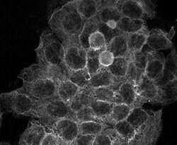 alpha-Tubulin Monoclonal Antibody (17H11.F10), Rockland:Antibodies:Primary
