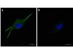 alpha-Tubulin Monoclonal Antibody (17H11.F10), Rockland:Antibodies:Primary