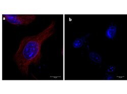 alpha-Tubulin Monoclonal Antibody (17H11.F10), Rockland:Antibodies:Primary