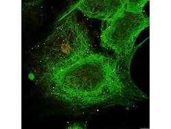 alpha-Tubulin Monoclonal Antibody (17H11.F10), Rockland:Antibodies:Primary