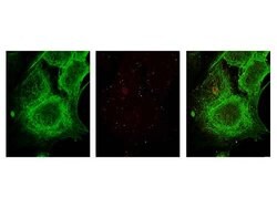 alpha-Tubulin Monoclonal Antibody (17H11.F10), Rockland:Antibodies:Primary
