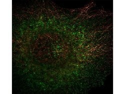 alpha-Tubulin Monoclonal Antibody (17H11.F10), Rockland:Antibodies:Primary