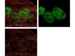 alpha-Tubulin Monoclonal Antibody (17H11.F10), Rockland:Antibodies:Primary