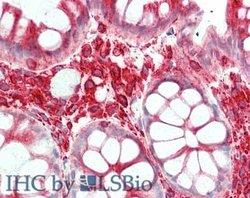 alpha-Tubulin Monoclonal Antibody (17H11.F10), Rockland:Antibodies:Primary