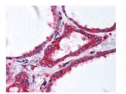 alpha-Tubulin Monoclonal Antibody (17H11.F10), Rockland:Antibodies:Primary