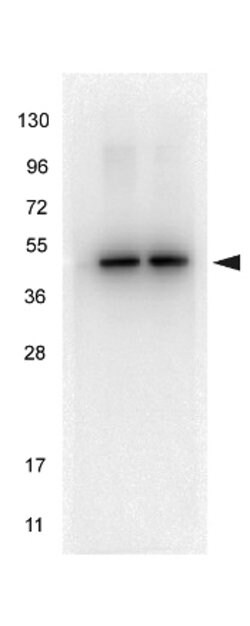 alpha-Tubulin Monoclonal Antibody (17H11.F10), Rockland:Antibodies:Primary