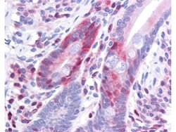 Phospho-Pdcd4 (Ser457) Monoclonal Antibody (9G6), Rockland 25 &mu;L; Unconjugated:Antibodies,