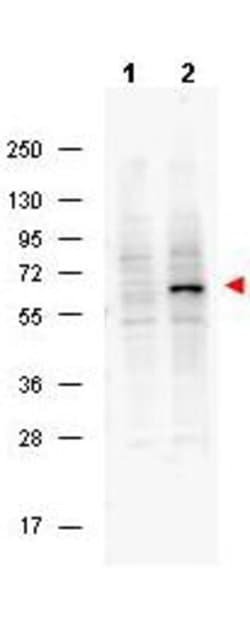 Phospho-Pdcd4 (Ser457) Monoclonal Antibody (9G6), Rockland 25 &mu;L; Unconjugated:Antibodies,