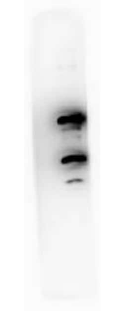 Phospho-Pdcd4 (Ser457) Monoclonal Antibody (9G6), Rockland 25 &mu;L; Unconjugated:Antibodies,