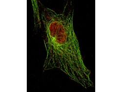 Phospho-Stat5 (Tyr694) Monoclonal Antibody (5F6.F1), Rockland 25 &mu;L;