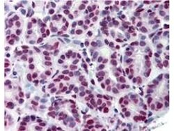 Phospho-Stat5 (Tyr694) Monoclonal Antibody (5F6.F1), Rockland 25 &mu;L;